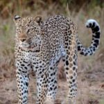 Explore Our 4 Day Tanzania Safari to Serengeti & Ngorongoro - Introduction to the Tanzania Safari Experience