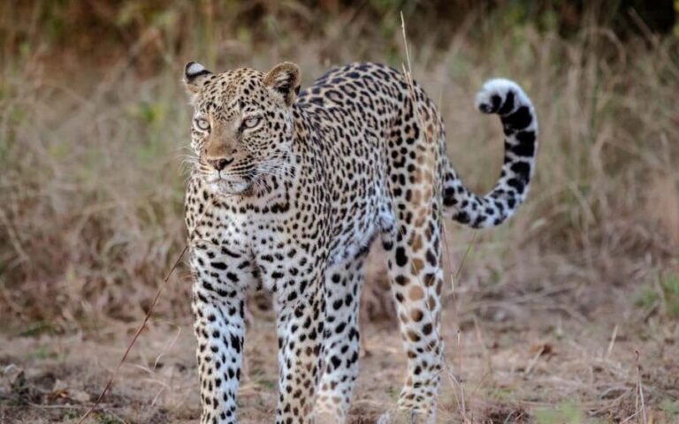Explore Our 4 Day Tanzania Safari to Serengeti & Ngorongoro - Introduction to the Tanzania Safari Experience