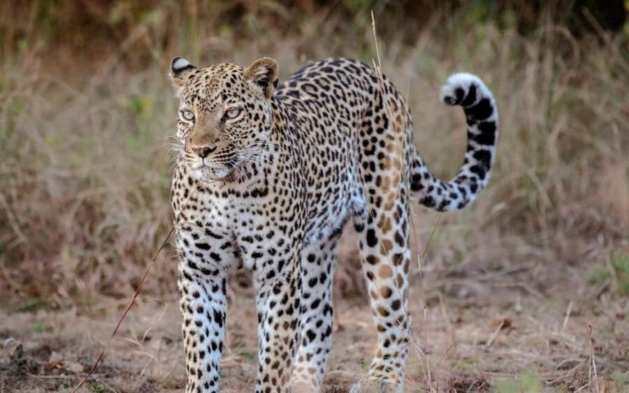 Explore Our 4 Day Tanzania Safari to Serengeti & Ngorongoro - Introduction to the Tanzania Safari Experience