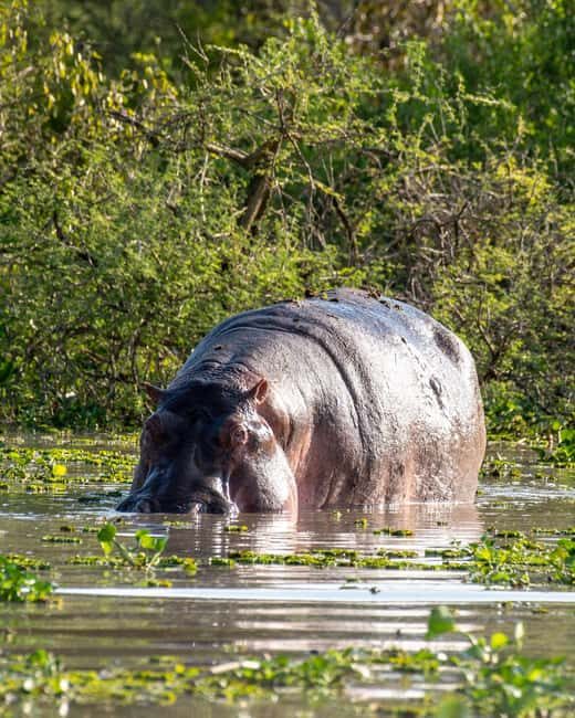 Explore Our Top Best 4-Day Serengeti Safari from Mwanza - Who Will Love This Safari?