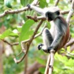 Explore The Jozani and Mangrove Forest - A Closer Look at the Jozani Forest and Mangrove Tour