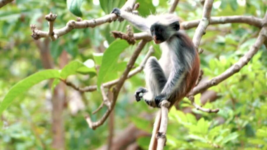Explore The Jozani and Mangrove Forest - A Closer Look at the Jozani Forest and Mangrove Tour