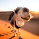 Explore the Sahara: 5-Day Trip from Marrakech - What Makes This Tour Stand Out?