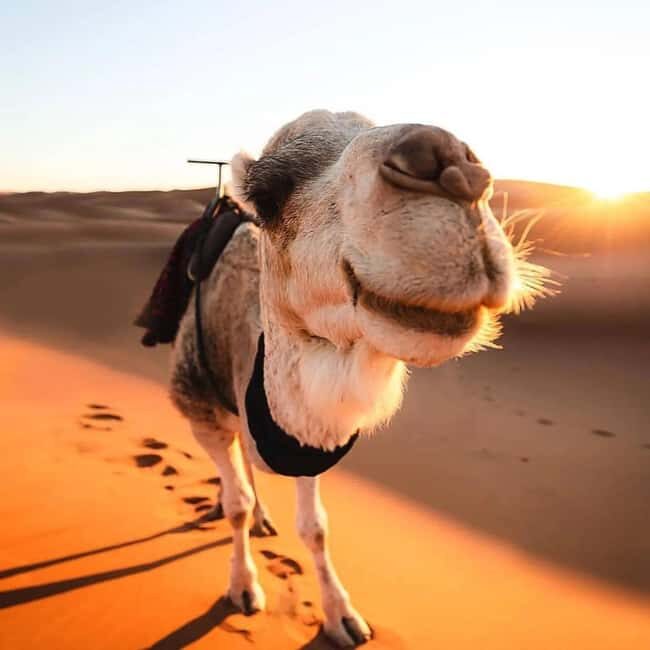 Explore the Sahara: 5-Day Trip from Marrakech - What Makes This Tour Stand Out?