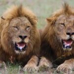Explore the Untamed Beauty of Tsavo East . - Watering Holes and Wildlife Viewing