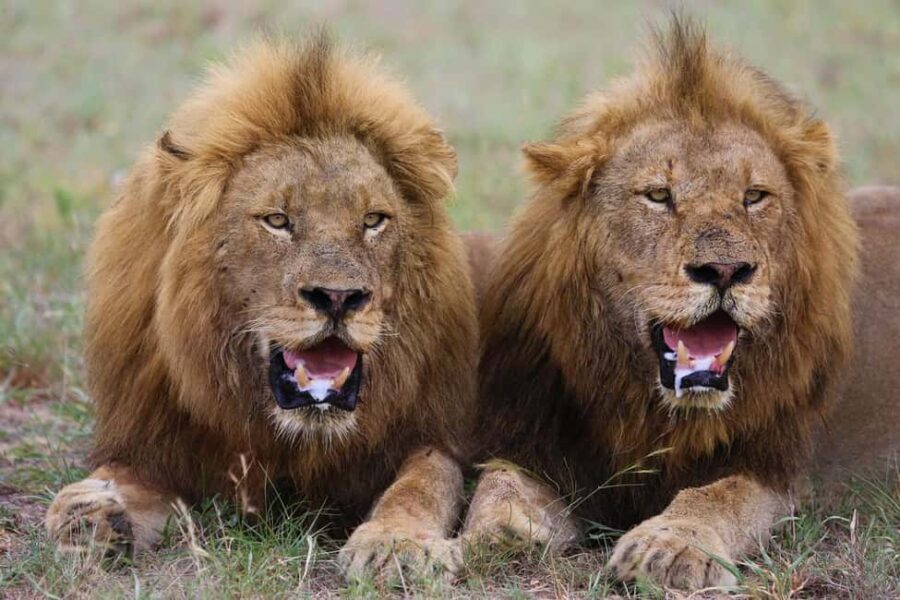 Explore the Untamed Beauty of Tsavo East . - Watering Holes and Wildlife Viewing