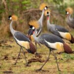 Explore The World's 2-Days Ngorongoro Crater Safari - Key Points