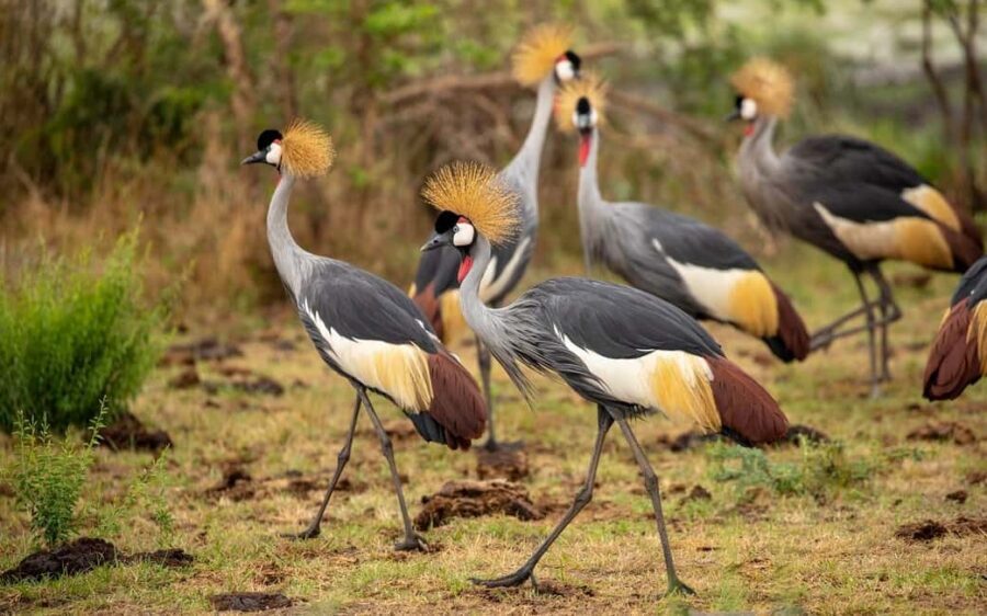 Explore The World's 2-Days Ngorongoro Crater Safari - Key Points