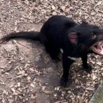 Explore Wildlife and Richmond Heritage Tour - A Step Back in Time: Exploring Richmond