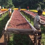 Fair view coffee farm and Factory half day tour in Nairobi. - Visiting the Farm and Factory