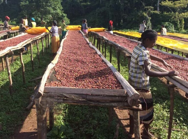 Fair view coffee farm and Factory half day tour in Nairobi. - Visiting the Farm and Factory