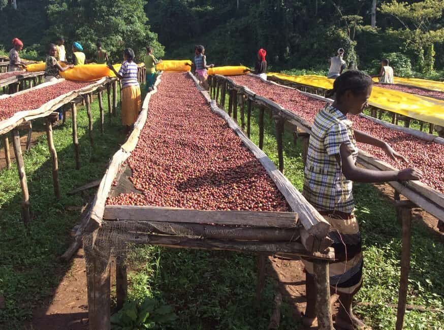 Fair view coffee farm and Factory half day tour in Nairobi. - Visiting the Farm and Factory