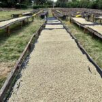 Fairview Coffee Estate Tour From Nairobi - Why the Fairview Coffee Estate Tour Offers Great Value
