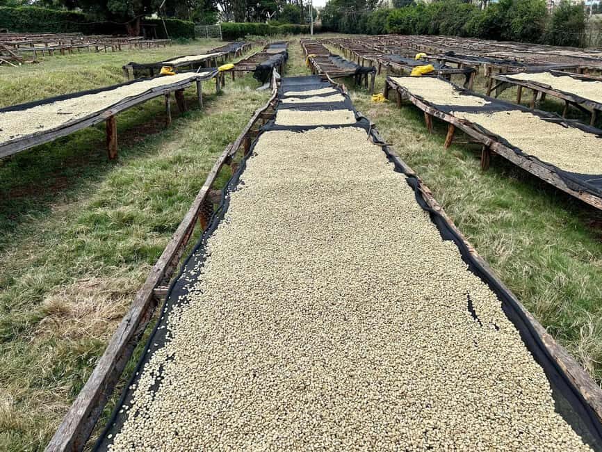 Fairview Coffee Estate Tour From Nairobi - Why the Fairview Coffee Estate Tour Offers Great Value