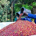 Fairview Coffee Farm and Factory Guided Tour with Entry Fees - Practical Details and Insights