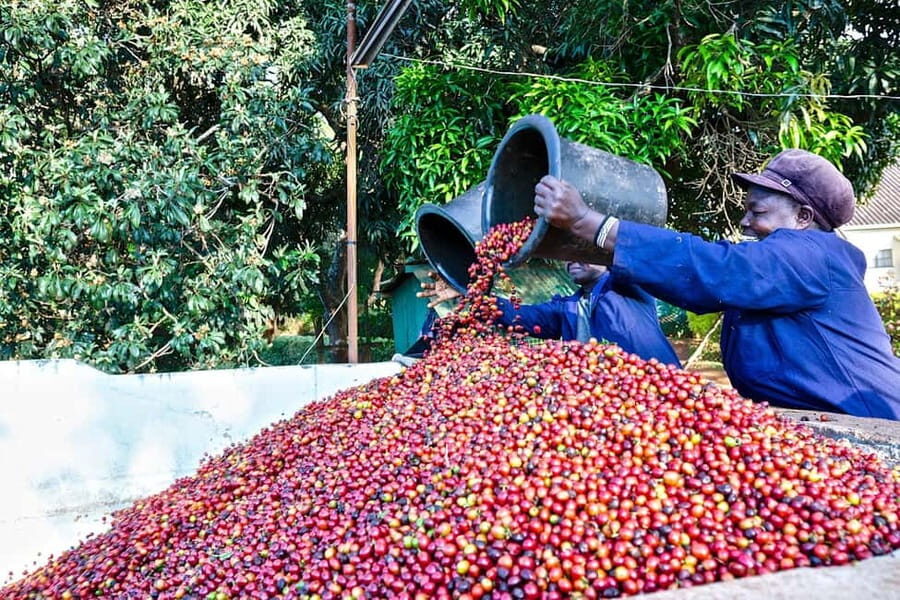 Fairview Coffee Farm and Factory Guided Tour with Entry Fees - Practical Details and Insights