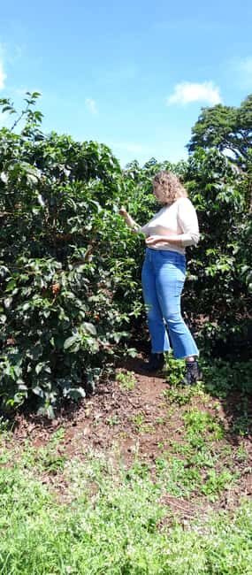 FAIRVIEW COFFEE FARM DAY TOUR - A Closer Look at the Fairview Coffee Farm Day Tour
