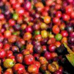 Farm Tour from Nairobi: Karunguru Coffee Farm Experience - Walking Through the Coffee Plantations