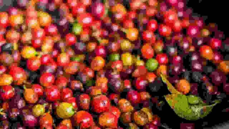Farm Tour from Nairobi: Karunguru Coffee Farm Experience - Walking Through the Coffee Plantations