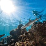 Fiji: Ultimate Encounters Snorkel with Sharks and Lunch - The Value Proposition