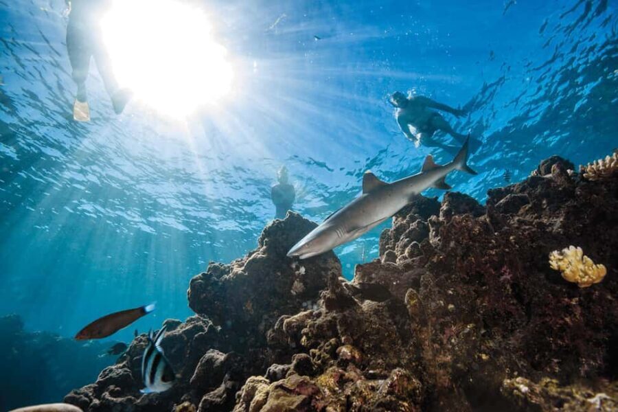 Fiji: Ultimate Encounters Snorkel with Sharks and Lunch - The Value Proposition