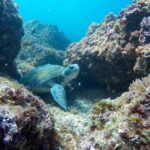 Fingal Head: Cook Island Sea Turtle Snorkel & Boat Transfers - The Value of the Tour