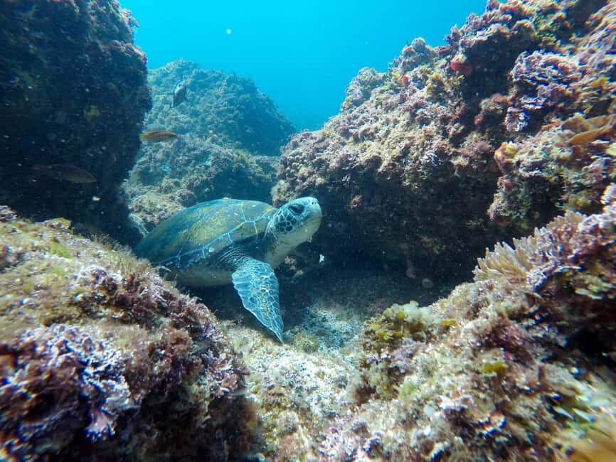 Fingal Head: Cook Island Sea Turtle Snorkel & Boat Transfers - The Value of the Tour