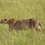 Fly from Nairobi to Maasai Mara:Full-Day Game Drive & Return - The Flight: Starting with a Bird’s Eye View