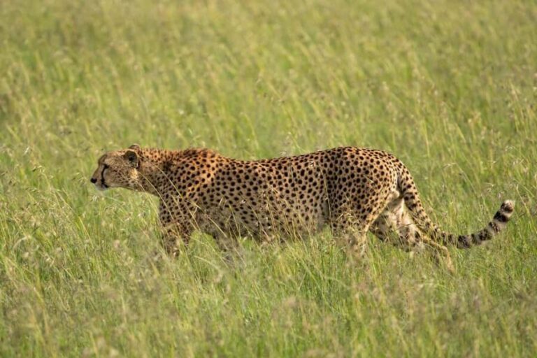 Fly from Nairobi to Maasai Mara:Full-Day Game Drive & Return - The Flight: Starting with a Bird’s Eye View