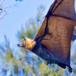 Flying Fox Experience, Thousands of Australia's Largest Bat - Details of the Itinerary