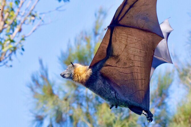 Flying Fox Experience, Thousands of Australia's Largest Bat - Details of the Itinerary