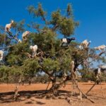 Flying Goats and Agadir Oufella View Experience - The Iconic Goats in Trees