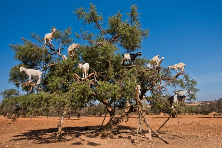 Flying Goats and Agadir Oufella View Experience - The Iconic Goats in Trees