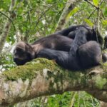 Fort Portal: Kibale Forest National Park Chimpanzee Trek - What’s Included and What To Budget For