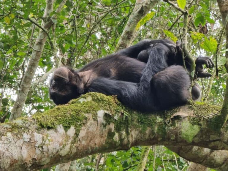 Fort Portal: Kibale Forest National Park Chimpanzee Trek - What’s Included and What To Budget For
