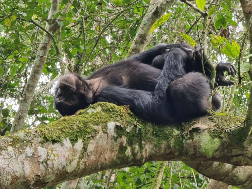 Fort Portal: Kibale Forest National Park Chimpanzee Trek - What’s Included and What To Budget For