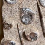 Fossil Hunting & Shopping Tour in Erfoud - Key Points