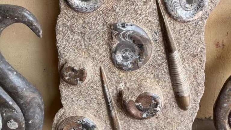 Fossil Hunting & Shopping Tour in Erfoud - Key Points
