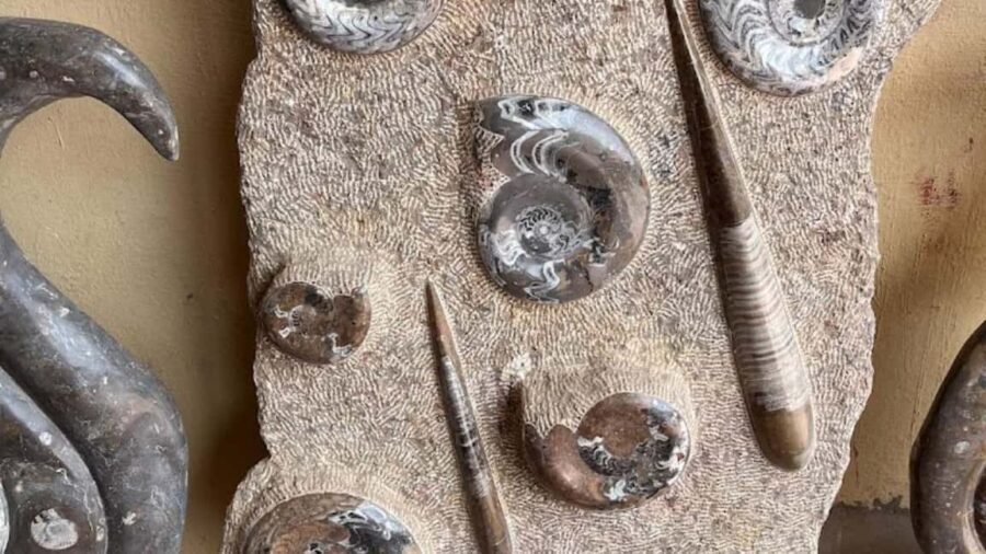 Fossil Hunting & Shopping Tour in Erfoud - Key Points