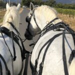 Franschhoek: 2h Private Engagement/Anniversary Carriage Ride - Why This Experience Offers Real Value