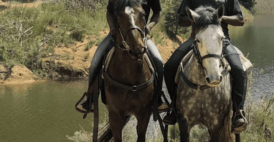 Franschhoek: Half Day Horse Trail and Wine Tasting - Why This Tour Stands Out