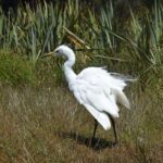 Franz Josef Glacier: 2-Hour Scenic Lake Mapourika Cruise - A Close Look at the Lake Mapourika Cruise Experience
