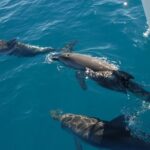 Fraser Island & Dolphin Sailing Adventure - The Itinerary Explored