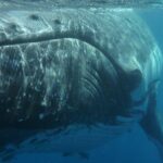 Fraser Island Whale Watch Encounter - What Makes This Tour Stand Out?