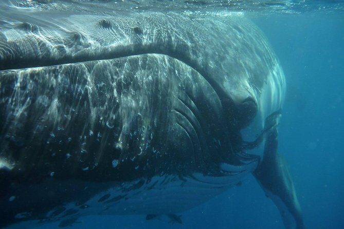 Fraser Island Whale Watch Encounter - What Makes This Tour Stand Out?