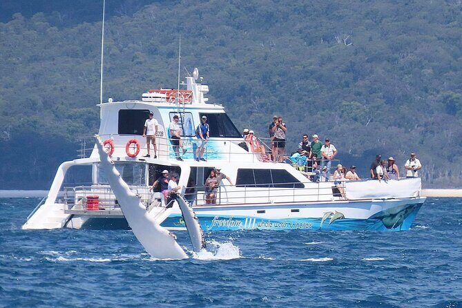 Freedom 3/4 Day Hervey Bay Premium Whale Watching Cruise - The Authentic Experience: What Travelers Are Saying