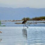 From Addis Ababa: 10-Day Omo Valley and Rift Valley Tour - Day 2: From the Capital to the Rift Valley Lakes