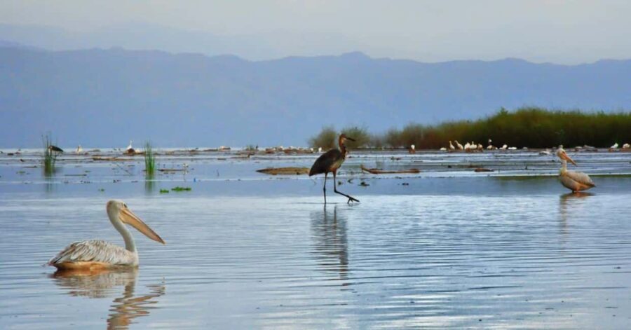 From Addis Ababa: 10-Day Omo Valley and Rift Valley Tour - Day 2: From the Capital to the Rift Valley Lakes