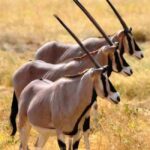 From Addis Ababa: Day Trip To Awash National Park - A Practical Overview of the Day Trip