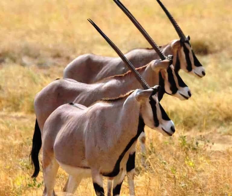 From Addis Ababa: Day Trip To Awash National Park - A Practical Overview of the Day Trip